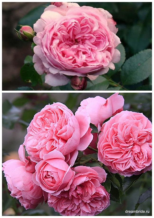 Роза сорта Comtesse de Segyur