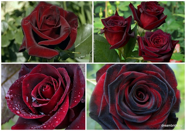 роза сорта черная магия Black Magic