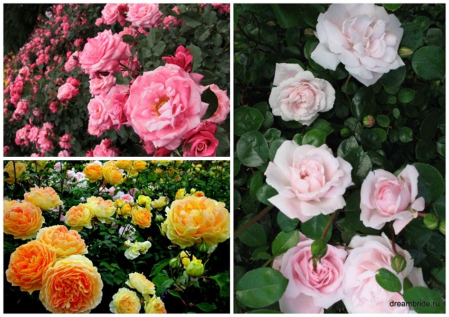 виды роз с фото и названиями_кустарниковые розы