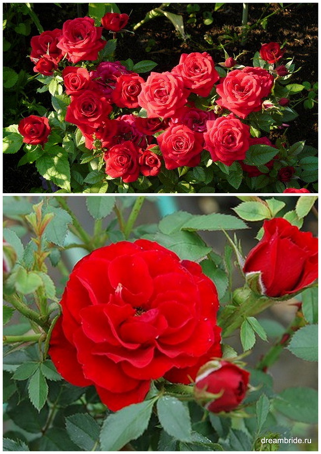 виды роз с фото и названиями_миниатюрная роза сорт zwergkonigin