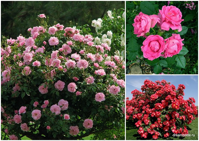 виды роз с фото и названиями_парковые розы