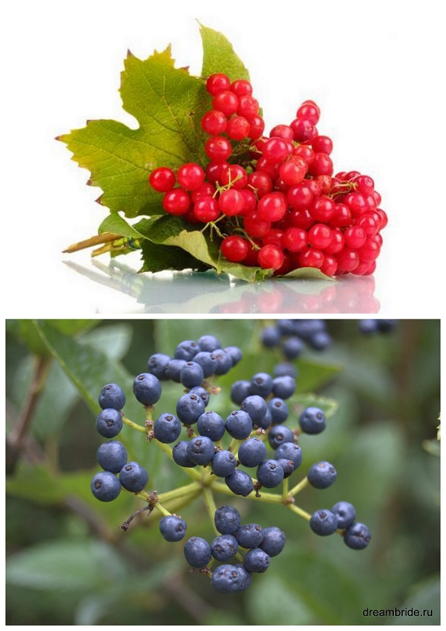 ягоды калины Berry Viburnum