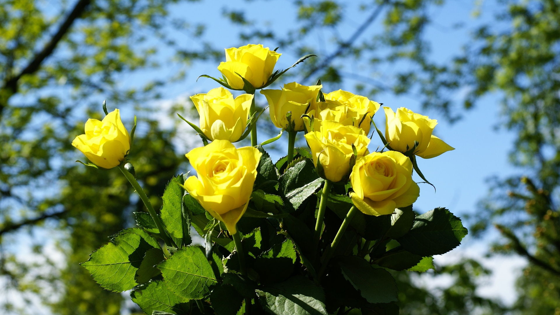 Желтые цветы: лесные цветы с желтым оттенком, дикие желтые розы